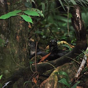 Neotropical River Otter in Tortuguero, 15/04/14