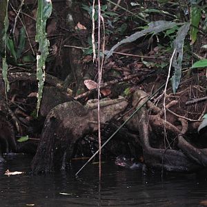 Neotropical River Otter in Tortuguero, 15/04/14