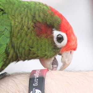 Rose-crowned conure (Pyrrhura rosepcapilla) Parrot Zoo 1st September2012