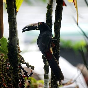 Collared Aracari in Tortuguero, 15/04/14
