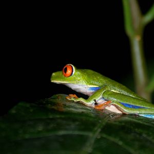 Red-eyed Tree Frog in Tortuguero, 15/04/14