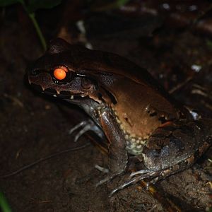Savage's Jungle Frog in Tortuguero, 15/04/14