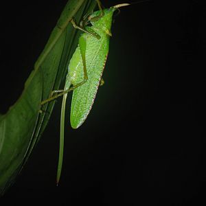 Katydid in Tortuguero, 15/04/14