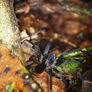 Spider in Tortuguero, 15/04/14