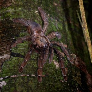Spider in Tortuguero, 15/04/14