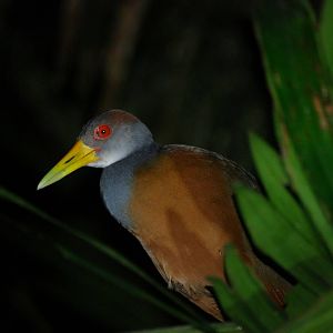 Grey-necked Wood Rail in Tortuguero, 15/04/14