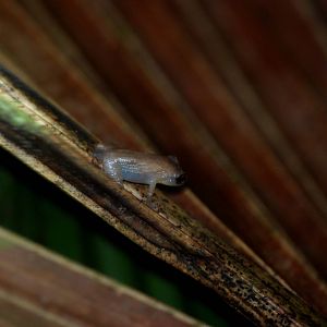 Common Dink (or Tink) Frog in Tortuguero, 15/04/14