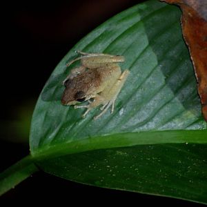 Talamanca Rain Frog in Tortuguero, 15/04/14