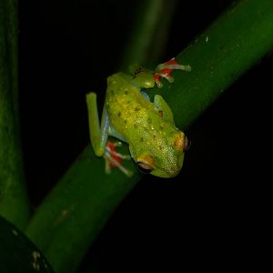 Scarlet-webbed Tree Frog in Tortuguero, 15/04/14