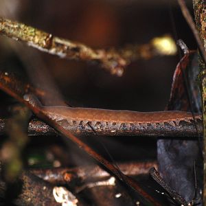 Velvet Worm in Tortuguero, 15/04/14