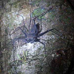 Whipscorpion in Tortuguero, 15/04/14