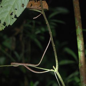 Northern Cat-eyed Snake in Tortuguero, 15/04/14