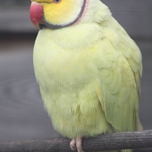 Indian Ring-necked Parakeet, 1st May 2014