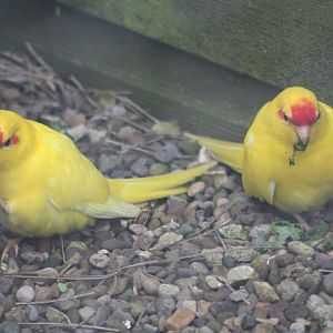 Red-fronted Kakarikis, 1st May 2014
