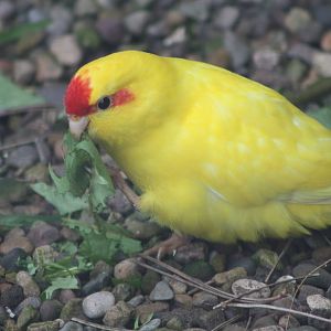 Red-fronted Kakariki, 1st May 2014