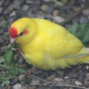 Red-fronted Kakariki, 1st May 2014