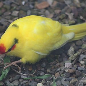 Red-fronted Kakariki, 1st May 2014