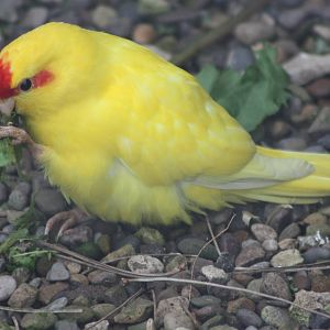 Red-fronted Kakariki, 1st May 2014