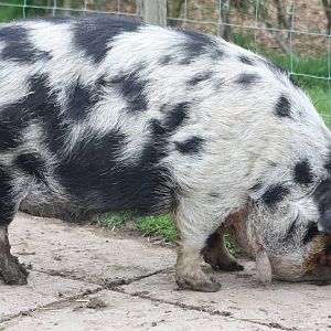 Kune Kune Pig, 1st May 2014