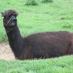 Alpaca, 1st May 2014