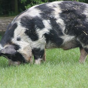 Kune Kune Pig, 1st May 2014