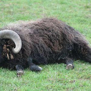 Ouessant Sheep, 1st May 2014