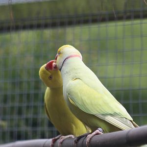 Indian Ring-necked Parakeets, 1st May 2014