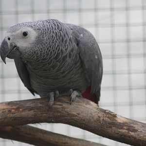 African Grey Parrot, 1st May 2014