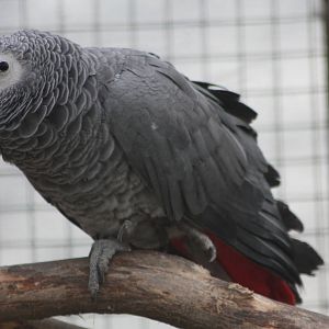 African Grey Parrot, 1st May 2014
