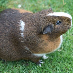 Guinea Pig, 1st May 2014