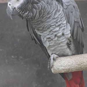 African Grey Parrot, 1st May 2014