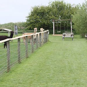 Alpaca Avenue? 1st May 2014