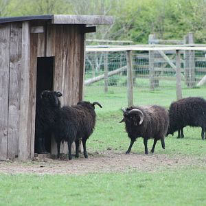 Ouessant Sheep, 1st May 2014