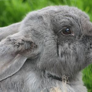 Rabbit, 1st May 2014