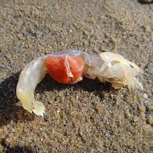 Thalassinidea (female)