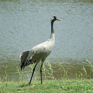 Common Crane (Grus grus)