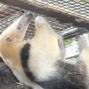 Tamandua