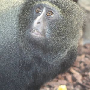 Owl-faced monkey