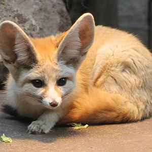 Fennec