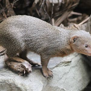 Dwarf mongoose