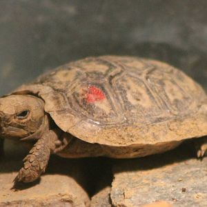 Baby Pancake tortoise