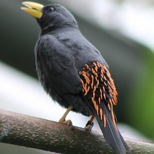 Grosbeak starling