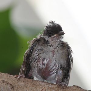 Young Red-whiskered bulbul