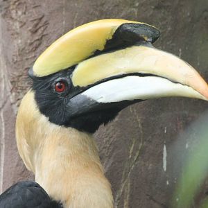 Great indian hornbill male