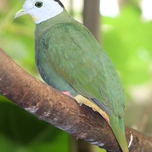 Black-naped fruit dove