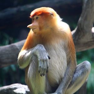 Proboscis Monkey (female)