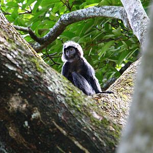 Javan Langur