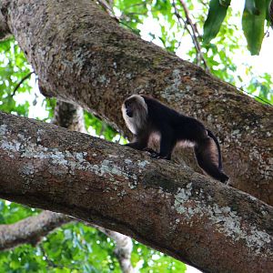 Lion-tailed Macaque