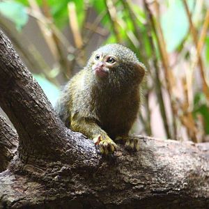 Pygmy Marmoset