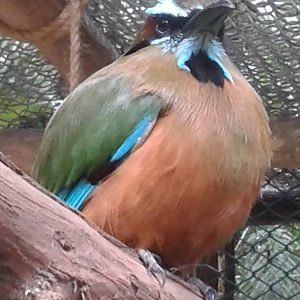Turquoise-browed motmot